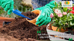 Những lợi ích tuyệt vời mà mụn dừa mang lại cho sự phát triển của bộ rễ cây trồng và bảo vệ môi trường.