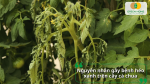 Phân tích các nguyên nhân chính và môi trường thuận lợi khiến cây cà chua bị nhiễm bệnh héo xanh.
