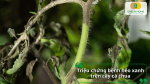 Hướng dẫn nhận biết triệu chứng bệnh héo xanh qua các dấu hiệu tổn thương đặc trưng trên thân cây.