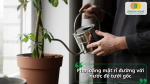 Pha loãng mật rỉ đường với nước để tưới gốc giúp cây hấp thụ dinh dưỡng hiệu quả hơn.
