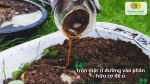 Trộn mật rỉ đường vào phân hữu cơ giúp đẩy nhanh quá trình phân hủy và tăng dinh dưỡng.