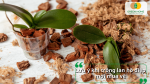 Những lưu ý quan trọng cần nhớ trong quá trình xử lý và trồng lan hồ điệp để tránh làm tổn thương cây.