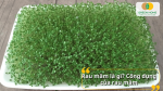 Rau mầm giàu dinh dưỡng, dễ trồng và tốt cho sức khỏe mỗi ngày.