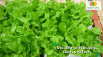 Rau xà lách sinh trưởng nhanh, dễ trồng và thích hợp với nhiều điều kiện không gian.