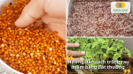 Hướng dẫn chi tiết cách trồng rau mầm bằng đất thông thường