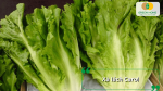 Xà lách Carol có lá dài, mềm và vị thanh mát, thích hợp làm salad.