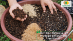 Hướng dẫn trộn đất trồng hoa mười giờ đơn giản cho người mới.