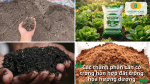 Đất thịt, phân hữu cơ, tro trấu, xơ dừa… là những nguyên liệu giúp đất tơi xốp và thoát nước tốt.