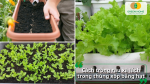 Gieo hạt đúng mật độ, giữ ẩm hợp lý giúp cây nảy mầm nhanh và phát triển đồng đều.