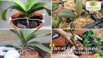 Xử lý giá thể trồng lan đúng cách giúp tăng độ thông thoáng và giữ ẩm phù hợp.