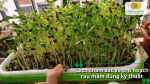 Quy trình chăm sóc rau mầm đúng kỹ thuật giúp cây phát triển nhanh