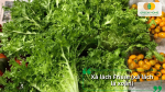 Xà lách Frisse (xà lách lá xoăn) giòn ngon, giàu dinh dưỡng và dễ trồng.