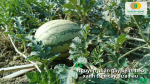 Nguyên nhân gây bệnh héo xanh trên dưa hấu từ vi khuẩn trong đất và điều kiện ẩm.