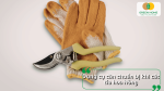 Chuẩn bị đầy đủ dụng cụ như kéo cắt cành, găng tay để đảm bảo an toàn khi cắt tỉa.