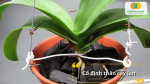 Cố định lại cây lan trong chậu để rễ bám chắc và cây sinh trưởng ổn định.