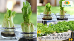Tái sinh rau từ gốc cũ là phương pháp tiết kiệm, dễ thực hiện và phù hợp với người mới bắt đầu.