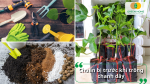 Chuẩn bị giá thể tơi xốp và cây giống chất lượng trước khi trồng chanh dây.