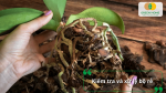 Kiểm tra và loại bỏ rễ thối, rễ hư để ngăn ngừa nấm bệnh và kích thích rễ mới phát triển.