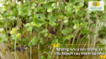 Những lưu ý quan trọng khi trồng rau mầm tại nhà giúp hạn chế nấm mốc, đảm bảo rau sạch và an toàn