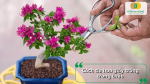Khi trồng hoa giấy trong chậu, cần tỉa tạo tán gọn gàng để cây cân đối và dễ chăm sóc hơn.