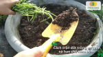 Trộn đất đúng kỹ thuật giúp hạn chế nấm bệnh cho cây.