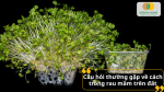 Giải đáp các câu hỏi thường gặp khi trồng rau mầm trên đất