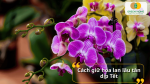 Áp dụng đúng kỹ thuật giúp lan Hồ Điệp giữ hoa lâu và đẹp hơn.