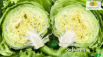 Xà lách Mỹ tạo búp chắc, giòn ngọt và bảo quản được lâu.