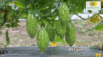 Khổ qua – chịu mưa tốt, cho trái liên tục nếu chăm sóc đúng kỹ thuật.