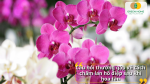 Giải đáp những thắc mắc thường gặp khi chăm sóc lan hồ điệp sau khi hoa tàn.