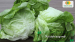 Xà lách búp mỡ mềm, dễ ăn và phù hợp trồng tại nhà.