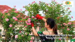 Người chăm sóc cắt tỉa hoa hồng để phòng ngừa tình trạng xoăn lá và sâu bệnh