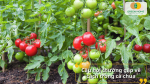 Câu hỏi thường gặp về cách trồng cà chua tại nhà cho người mới bắt đầu