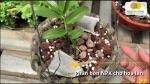 Chậu hoa lan được bón phân NPK dạng túi tan chậm và viên rải trên giá thể