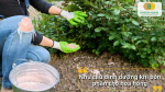 Bón phân NPK cho gốc hoa hồng để đáp ứng nhu cầu dinh dưỡng của cây