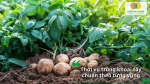Chọn đúng thời vụ theo vùng sẽ giúp khoai phát triển tốt, hạn chế sâu bệnh và tăng năng suất.