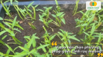 Giâm cành rau muống giúp cây bén rễ nhanh, mọc khỏe và cho thu hoạch sớm hơn gieo hạt.