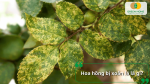 Lá hoa hồng xuất hiện đốm vàng loang và hiện tượng xoăn lá trên cành