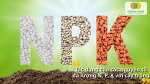 Vai trò của các nguyên tố N P K giúp cây phát triển rễ lá thân và ra hoa đậu trái