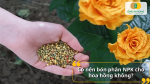 Phân NPK là lựa chọn phù hợp cho hoa hồng nhờ cung cấp đầy đủ dinh dưỡng đa lượng