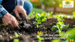 àm tơi đất và trồng cây con, thể hiện lợi ích của việc xử lý đất giúp cây phát triển khỏe mạnh