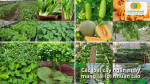 Các loại rau ngắn ngày như rau xanh, dưa, cải… cho thu hoạch nhanh, dễ trồng và mang lại lợi nhuận ổn định