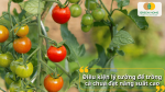 Điều kiện lý tưởng để trồng cà chua đạt năng suất cao như ánh sáng và đất trồng