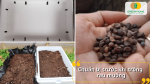 Đục lỗ thoát nước cho thùng, trộn đất tơi xốp giàu dinh dưỡng và chọn hạt giống rau muống chất lượng