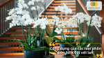 Hoa lan trắng nở đẹp nhờ sử dụng phân bón NPK đúng giai đoạn sinh trưởng