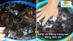 Ngâm vỏ thông trong dung dịch nước vôi để khử khuẩn, loại bỏ nấm bệnh trước khi trồng lan