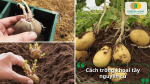 Trồng nguyên củ giúp cây phát triển mạnh, ít bị thối và cho củ đồng đều hơn.
