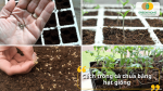 Cách trồng cà chua bằng hạt giống với quy trình ươm cây con đơn giản