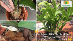Hướng dẫn bón phân NPK cho hoa lan theo từng giai đoạn ra rễ phát chồi và ra hoa