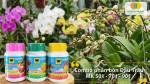 Combo phân bón Đầu Trâu MK 501 701 901 dành cho hoa lan theo giai đoạn sinh trưởng